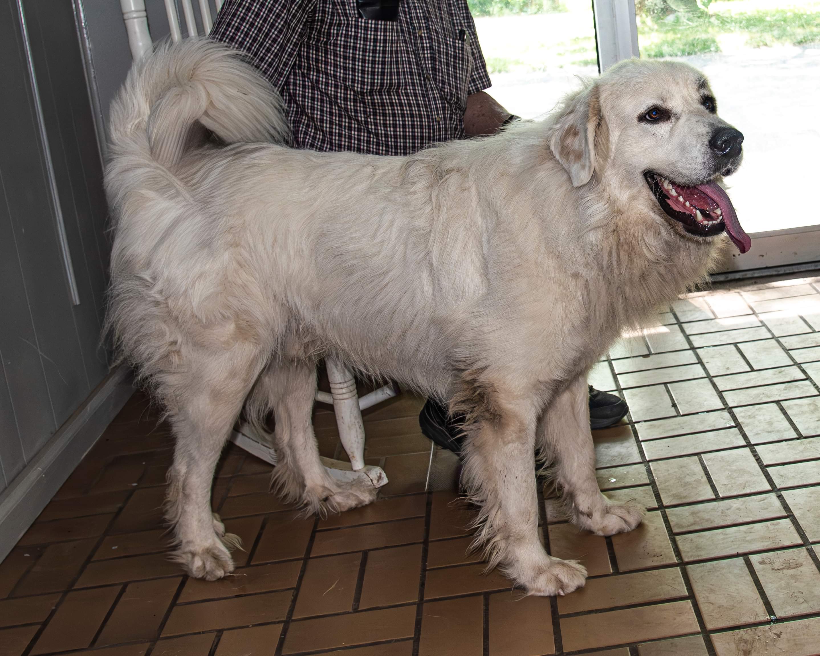 Howie - Young- Foster Needed, a Adoptable Great Pyrenees in Indianapolis, IN image 4/6