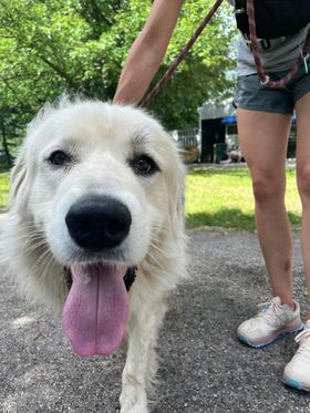 Howie - Young- Foster Needed, a Adoptable Great Pyrenees in Indianapolis, IN image 5/6