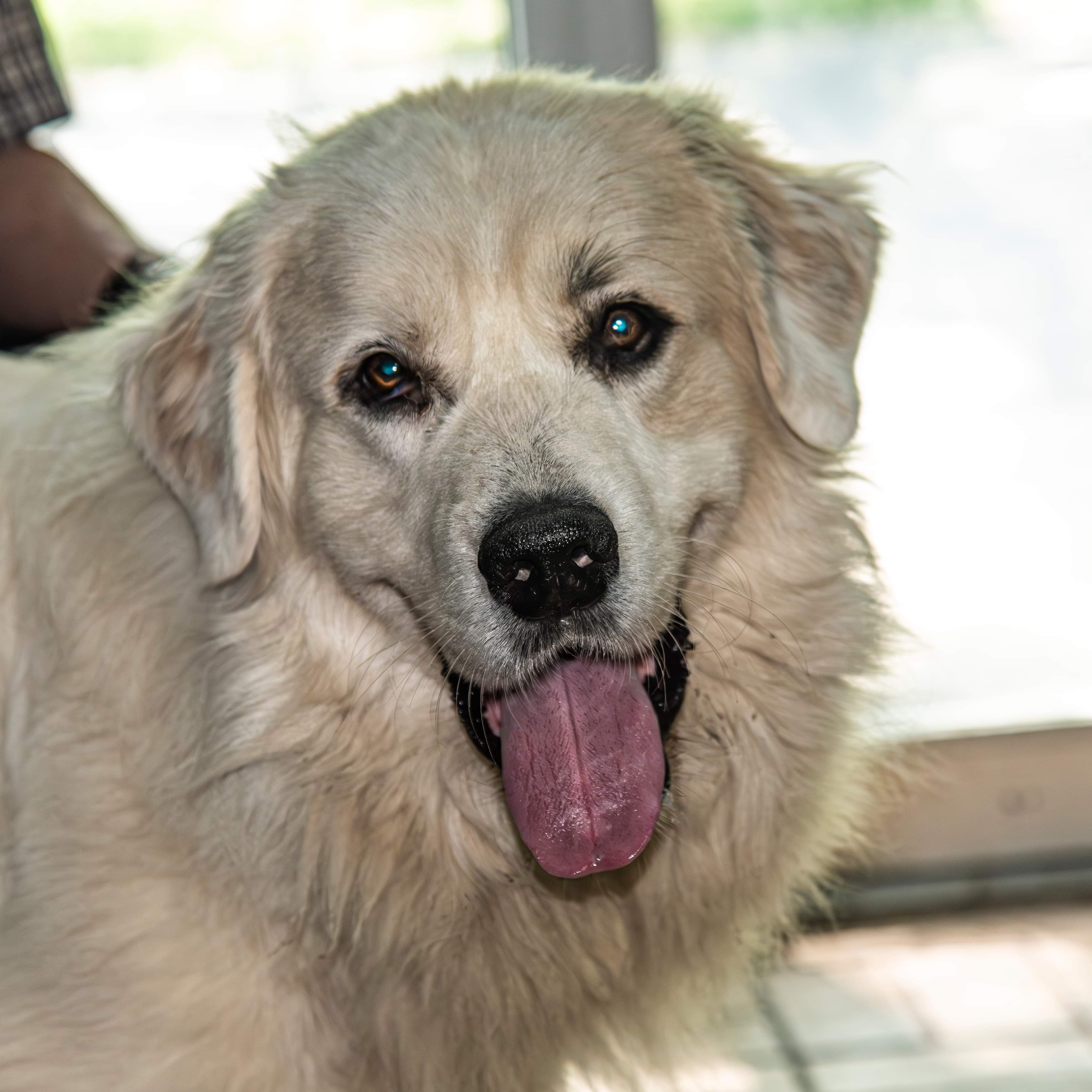 Howie - Young- Foster Needed, a Adoptable Great Pyrenees in Indianapolis, IN image 6/6