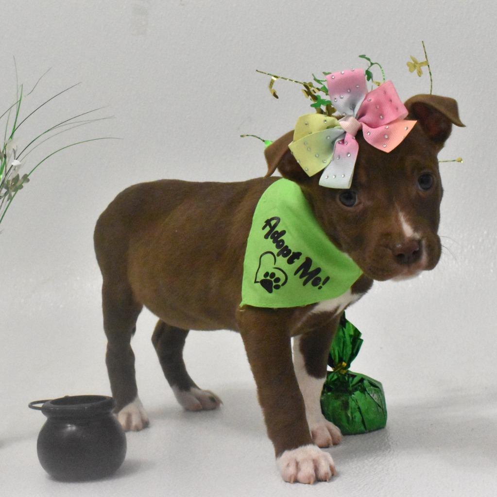 Honey Bee, Adoptable, Puppy Female Terrier.