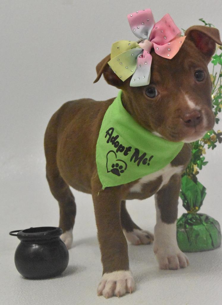 Enlarge Honey Bee, a Adoptable Terrier in Springfield, OH image 2/6