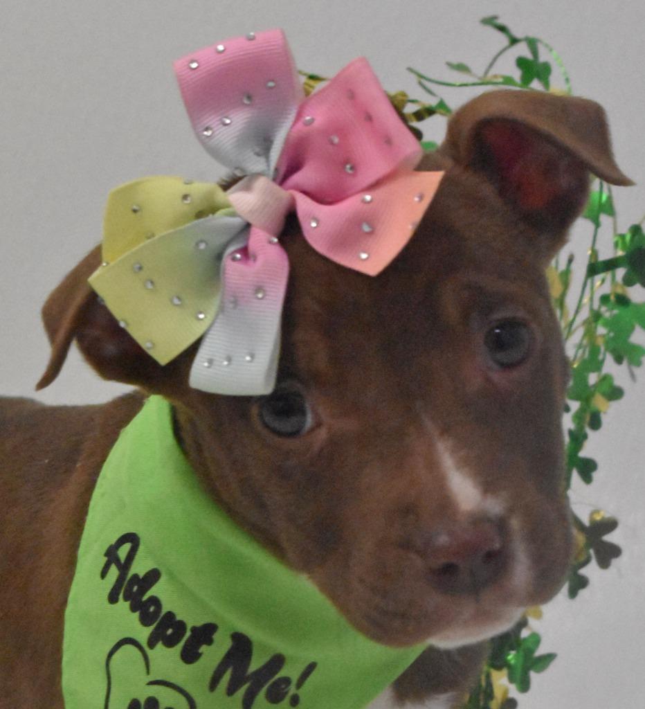 Enlarge Honey Bee, a Adoptable Terrier in Springfield, OH image 3/6