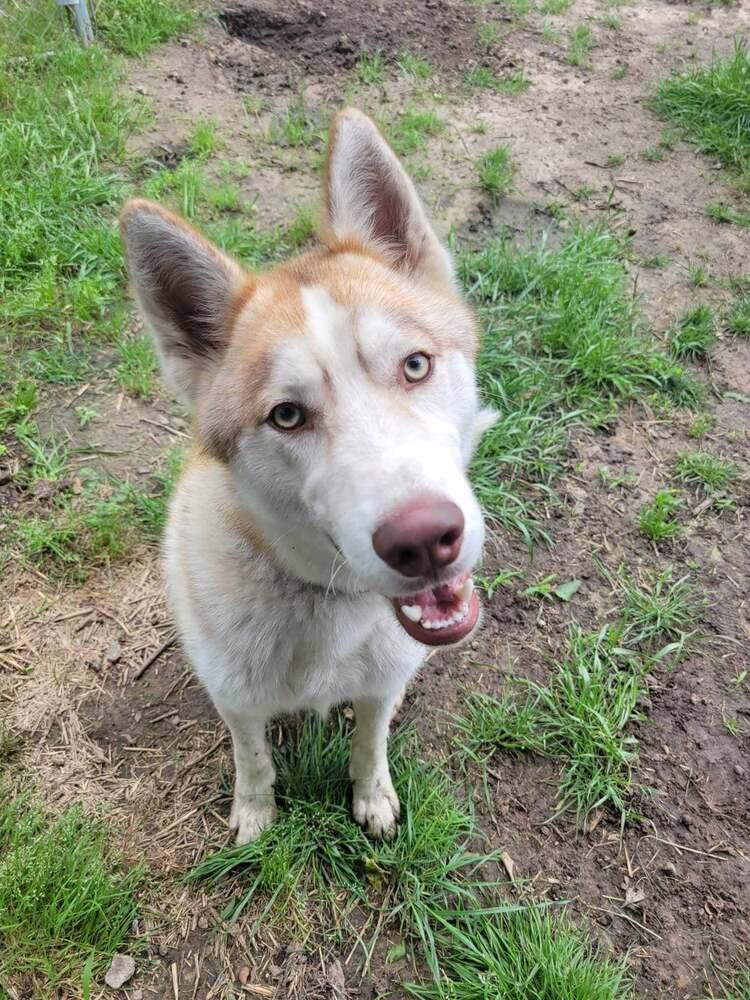 Enlarge Bronco, a Adoptable Siberian Husky in Corsicana, TX image 1/6