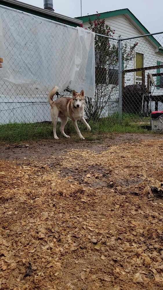 Enlarge Bronco, a Adoptable Siberian Husky in Corsicana, TX image 2/6