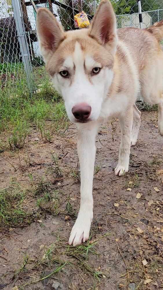 Enlarge Bronco, a Adoptable Siberian Husky in Corsicana, TX image 3/6