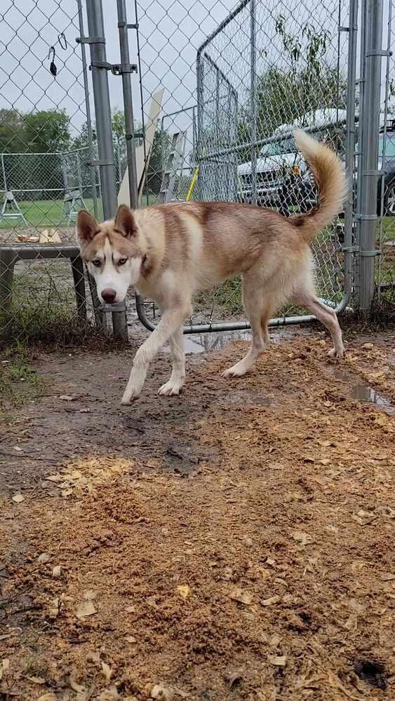 Enlarge Bronco, a Adoptable Siberian Husky in Corsicana, TX image 4/6
