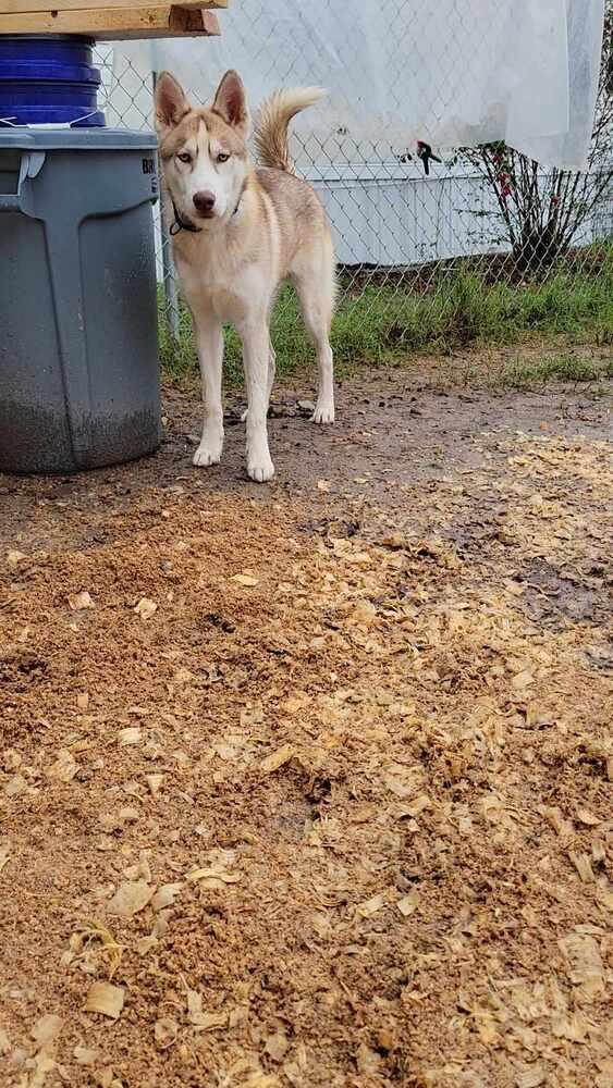 Enlarge Bronco, a Adoptable Siberian Husky in Corsicana, TX image 5/6