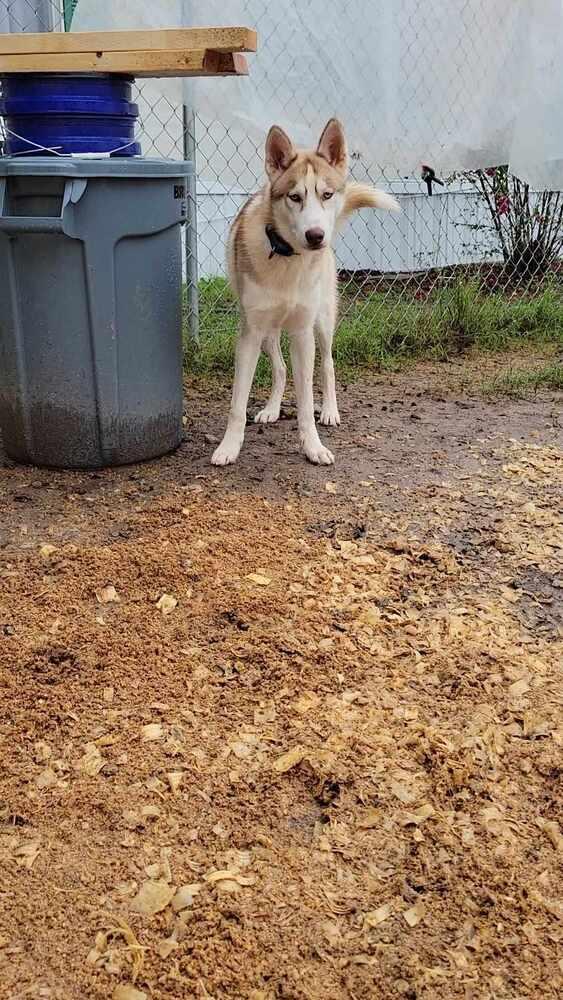 Enlarge Bronco, a Adoptable Siberian Husky in Corsicana, TX image 6/6