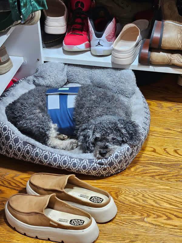 Enlarge Biff, a Adoptable Standard Poodle in New London, WI image 2/3