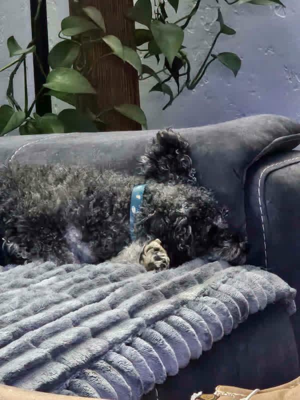 Enlarge Biff, a Adoptable Standard Poodle in New London, WI image 3/3