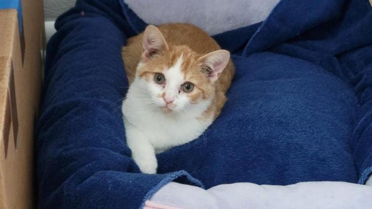 Lexi, a Adoptable mixed breed in South Bend, IN image 1/3