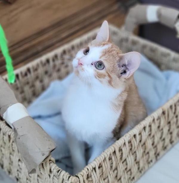 Lexi, a Adoptable mixed breed in South Bend, IN image 2/3