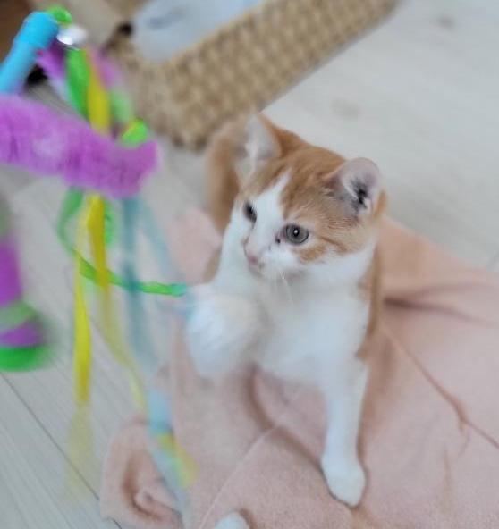 Lexi, a Adoptable mixed breed in South Bend, IN image 3/3