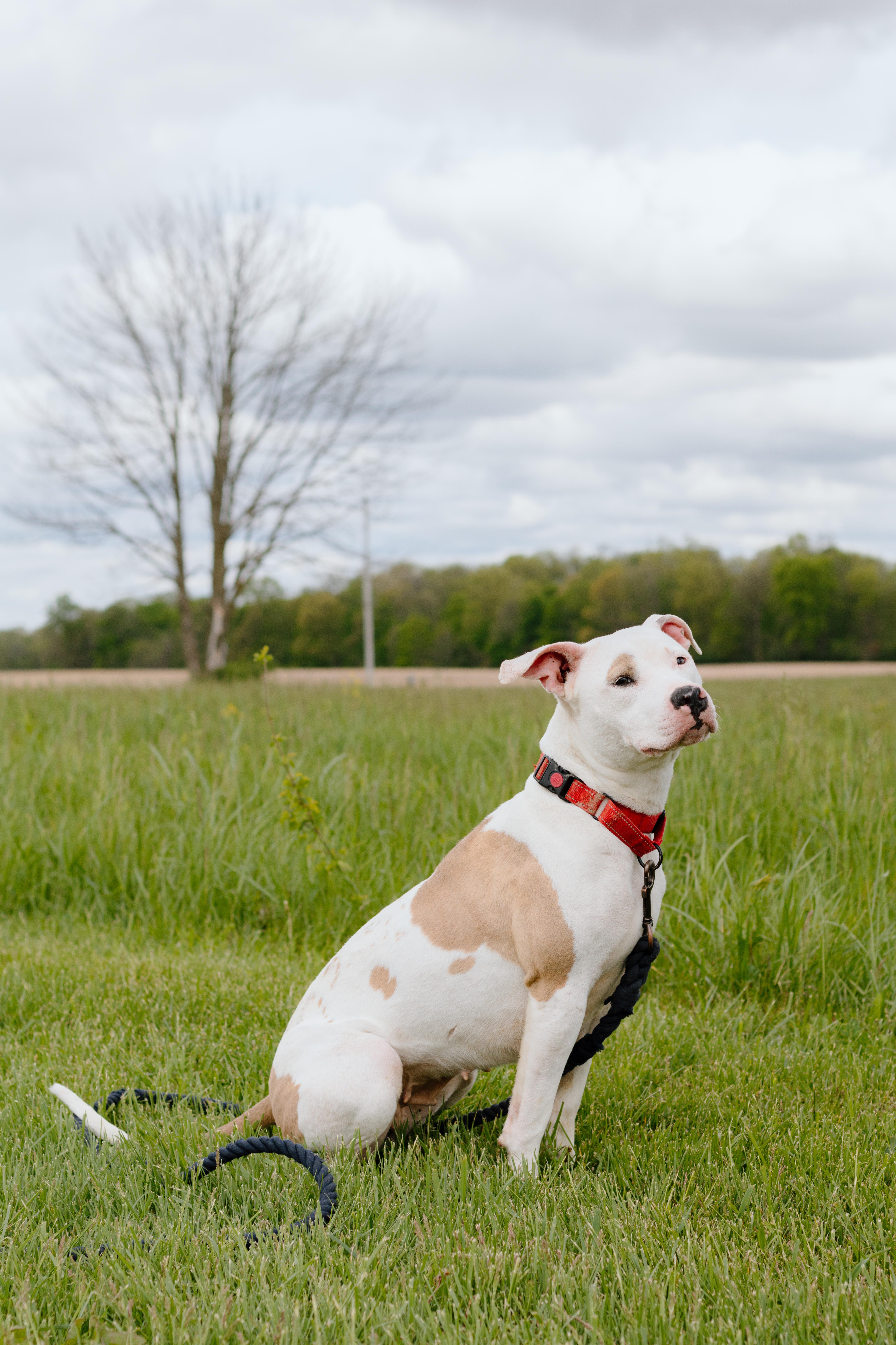Pearl, an adoptable mixed breed in Liberty, IN image 1/4