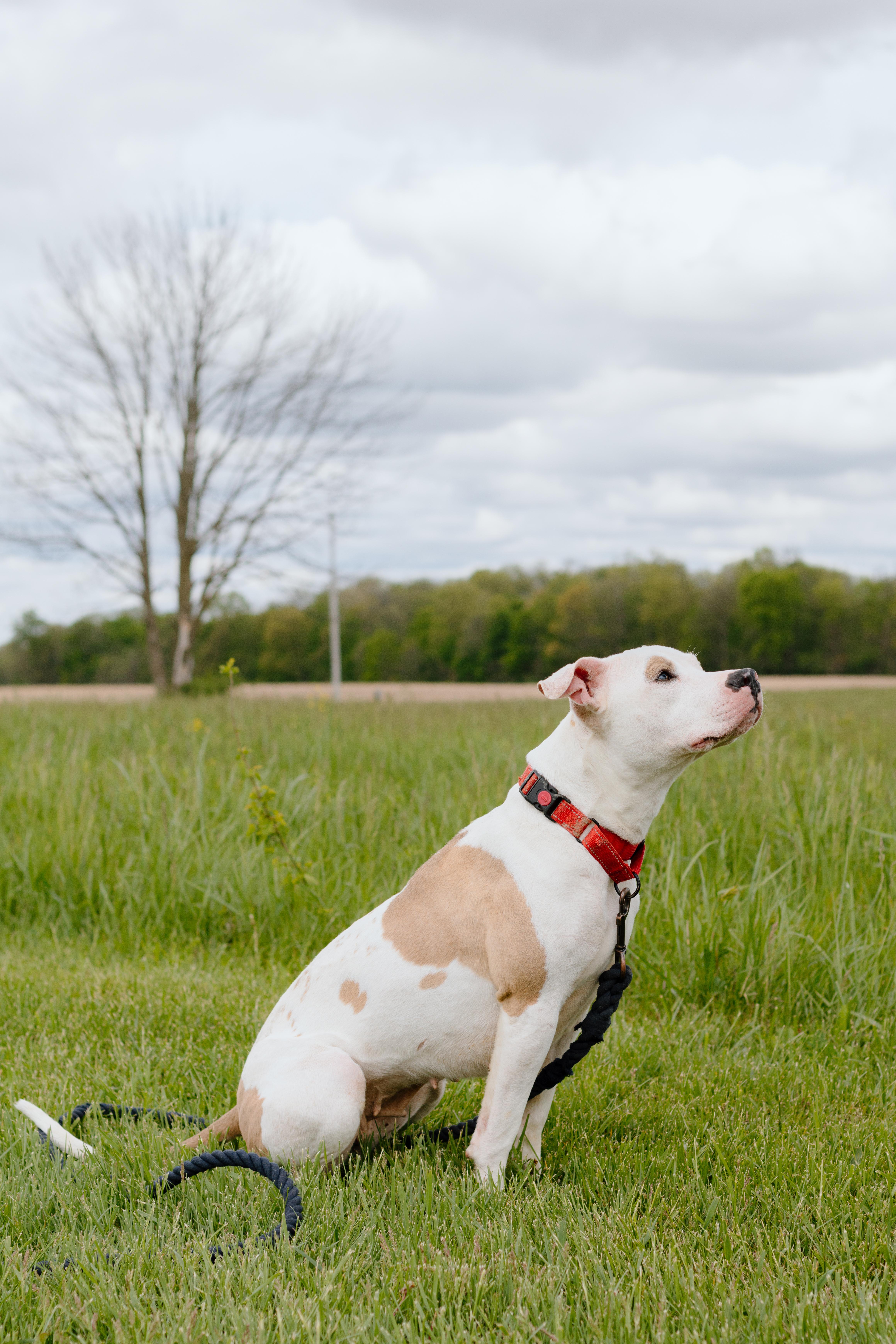 Pearl, an adoptable mixed breed in Liberty, IN image 2/4