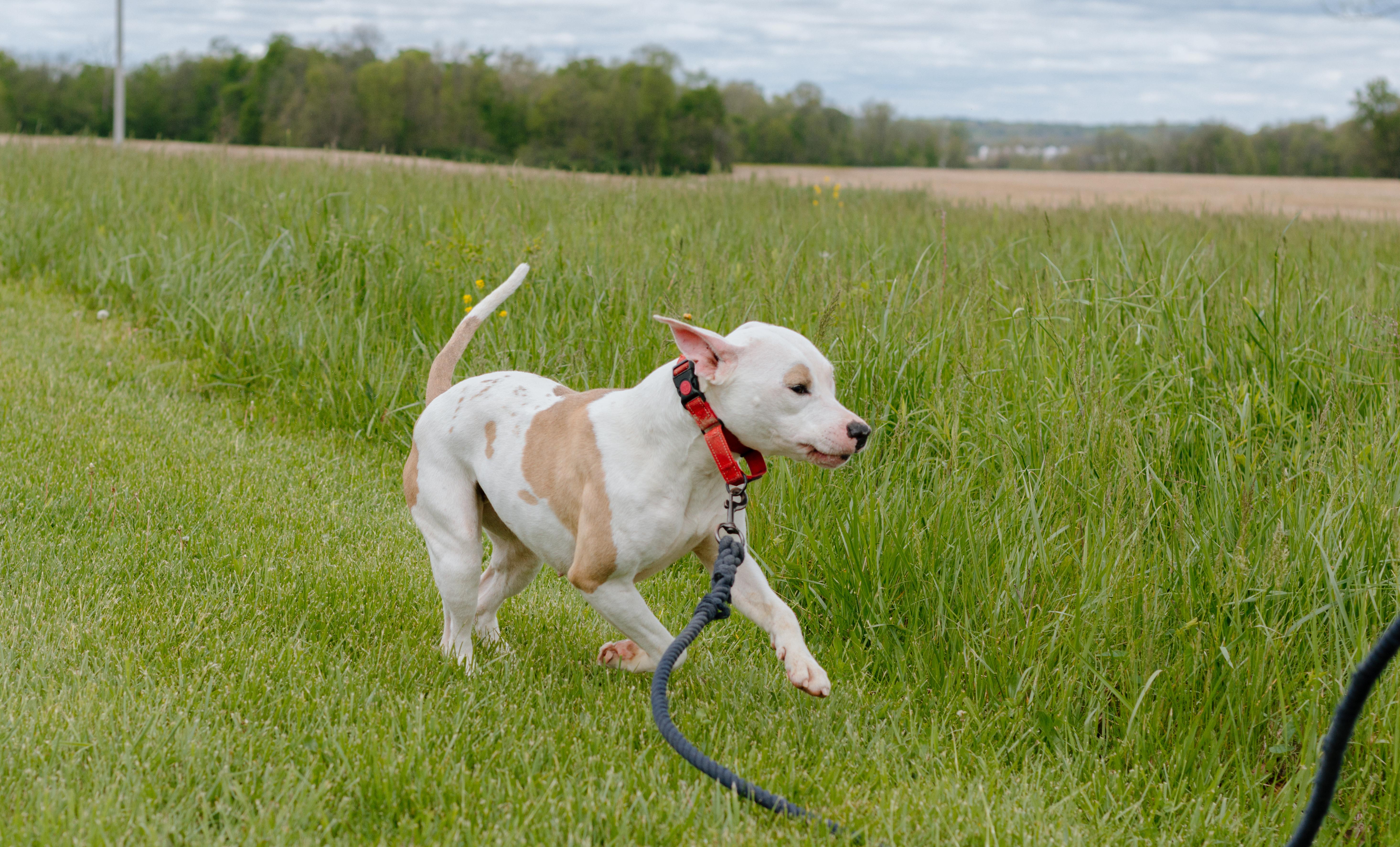 Pearl, an adoptable mixed breed in Liberty, IN image 3/4