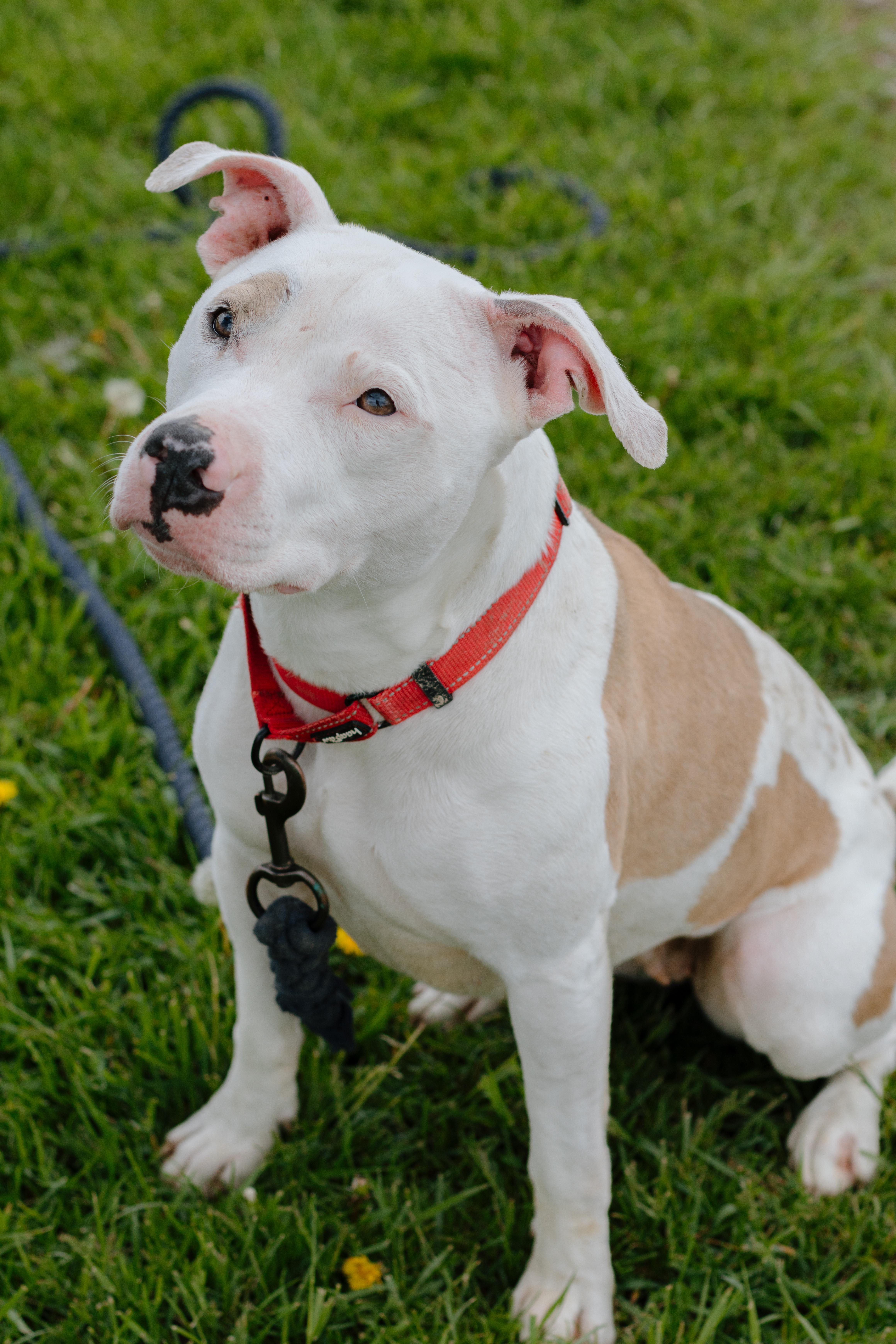 Pearl, an adoptable mixed breed in Liberty, IN image 4/4