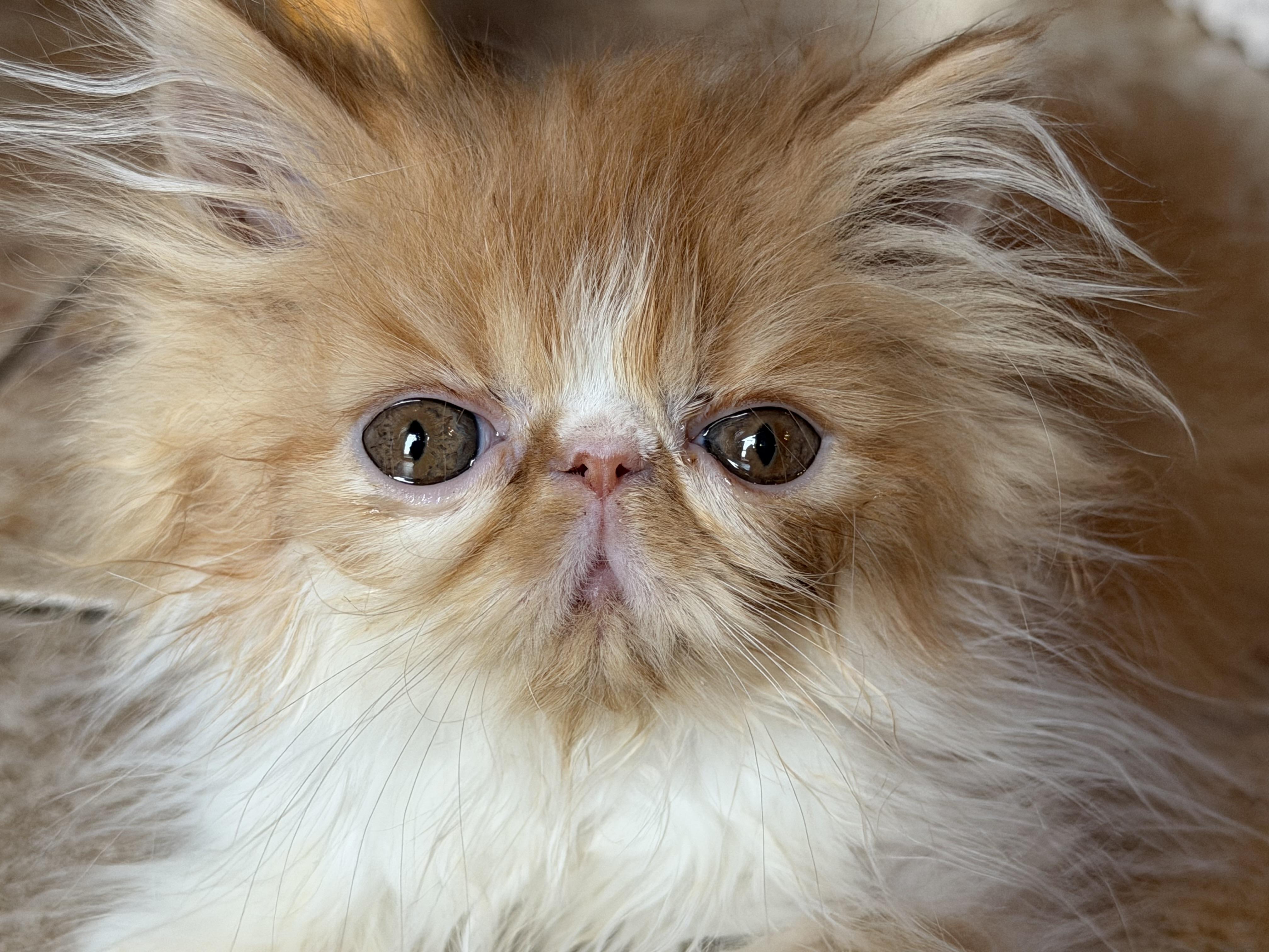 Mango, adopted, Kitten Male Persian.