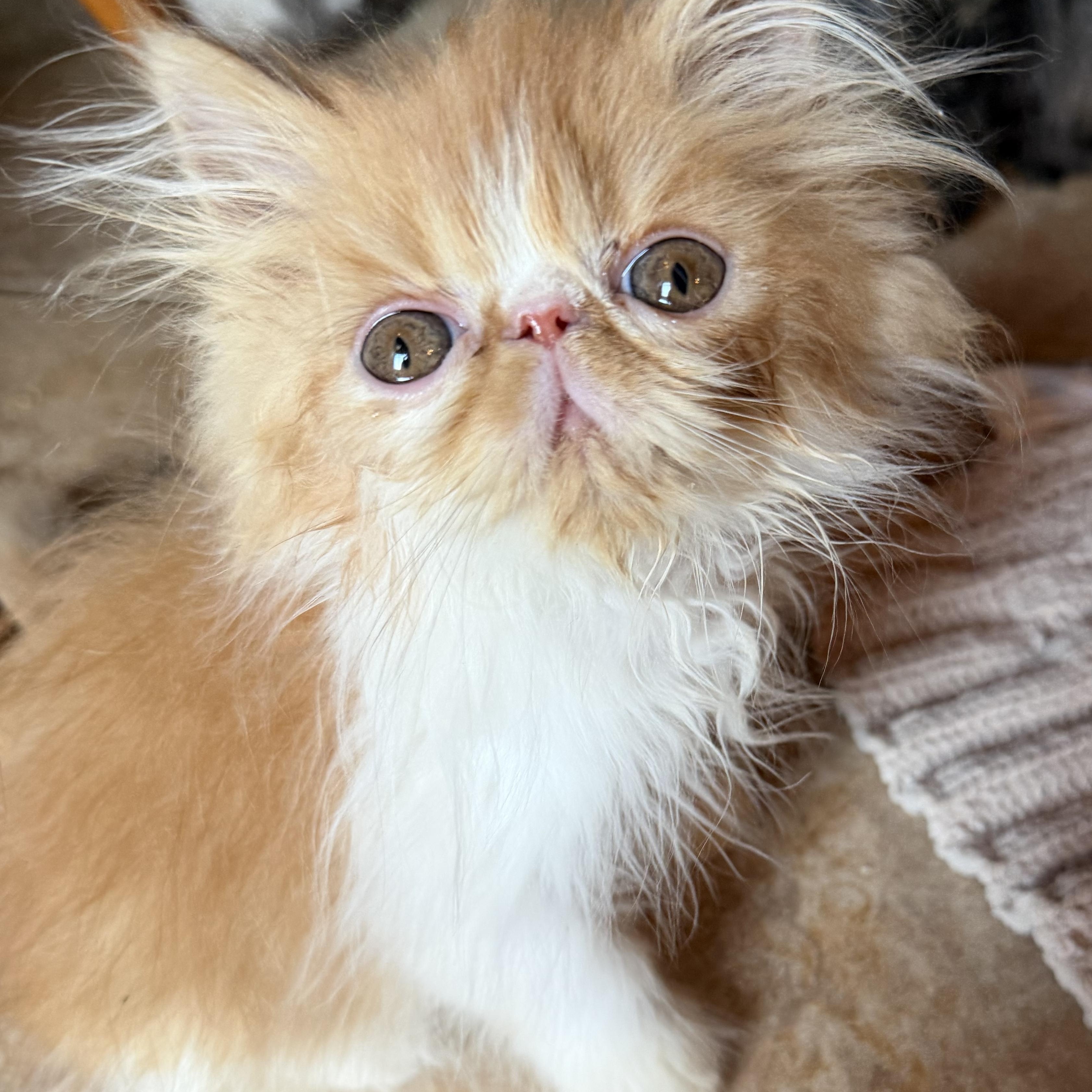 Enlarge Mango, an adopted Persian in Limekiln, PA image 2/2