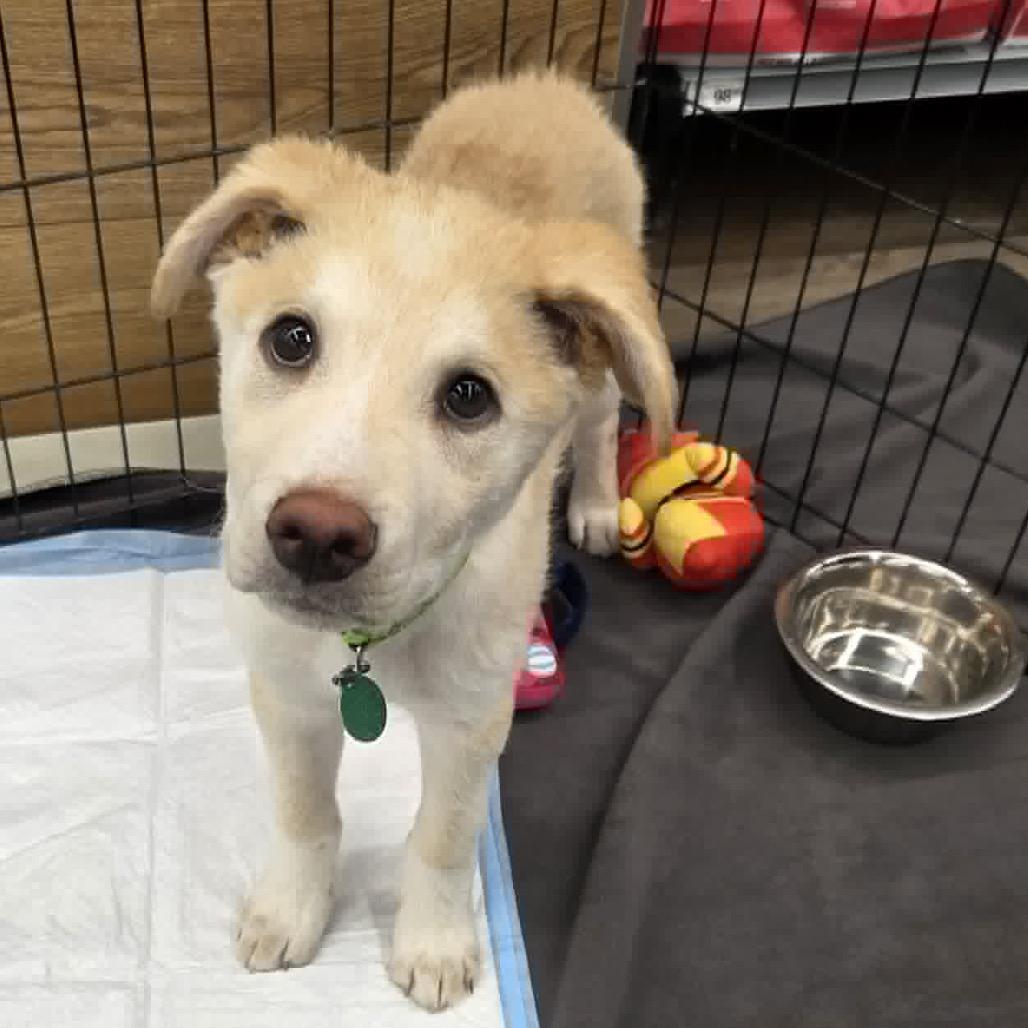 Russet, Adoptable, Puppy Male Mixed Breed.