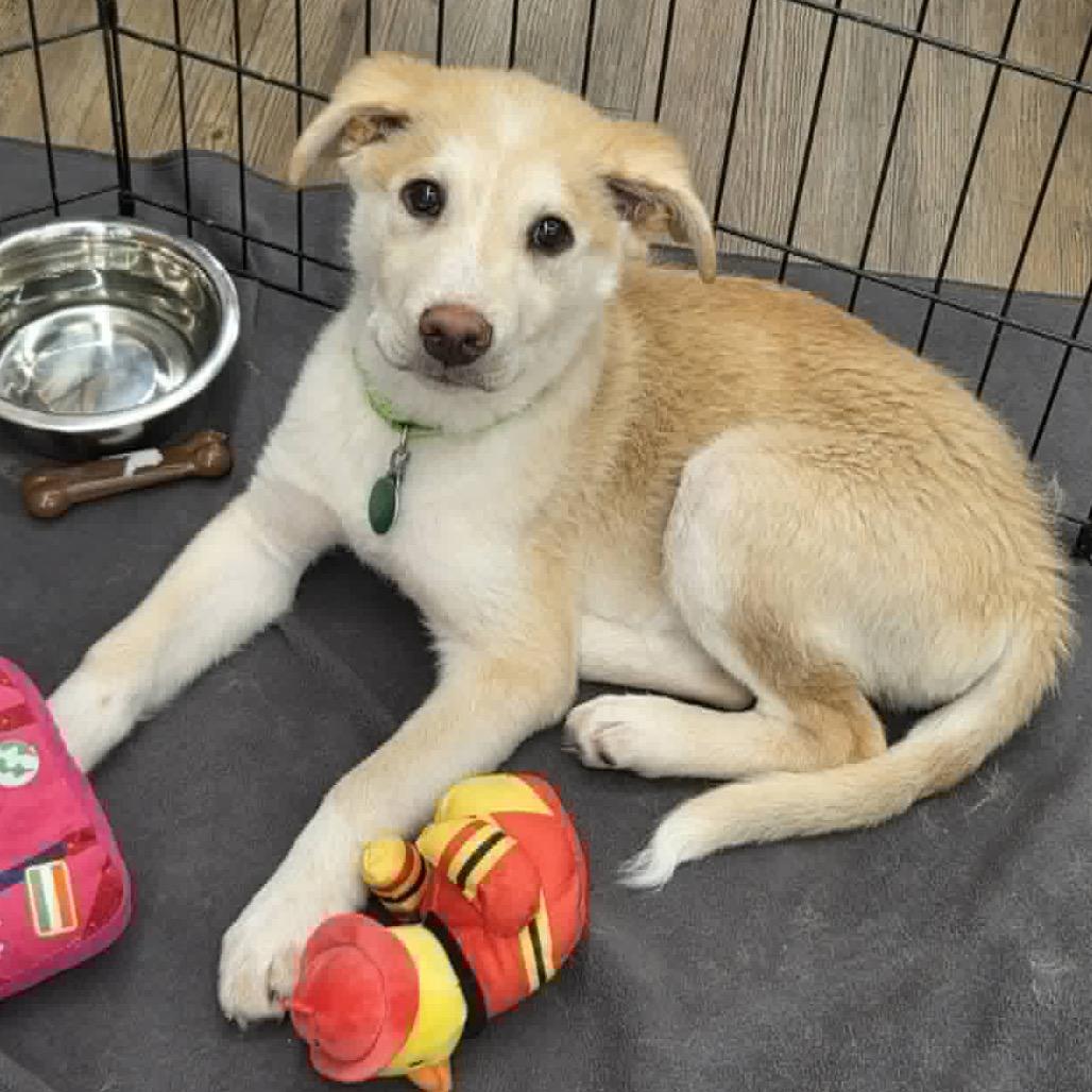 Enlarge Russet, a Adoptable Mixed Breed in Farmington, MN image 2/5
