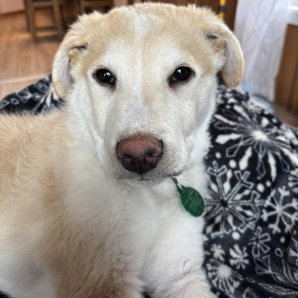 Enlarge Russet, a Adoptable Mixed Breed in Farmington, MN image 4/5
