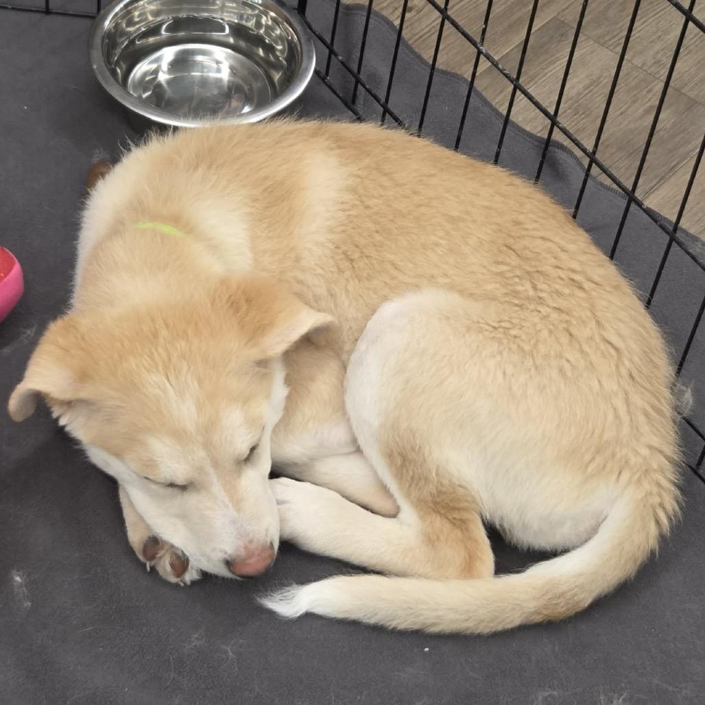 Enlarge Russet, a Adoptable Mixed Breed in Farmington, MN image 5/5