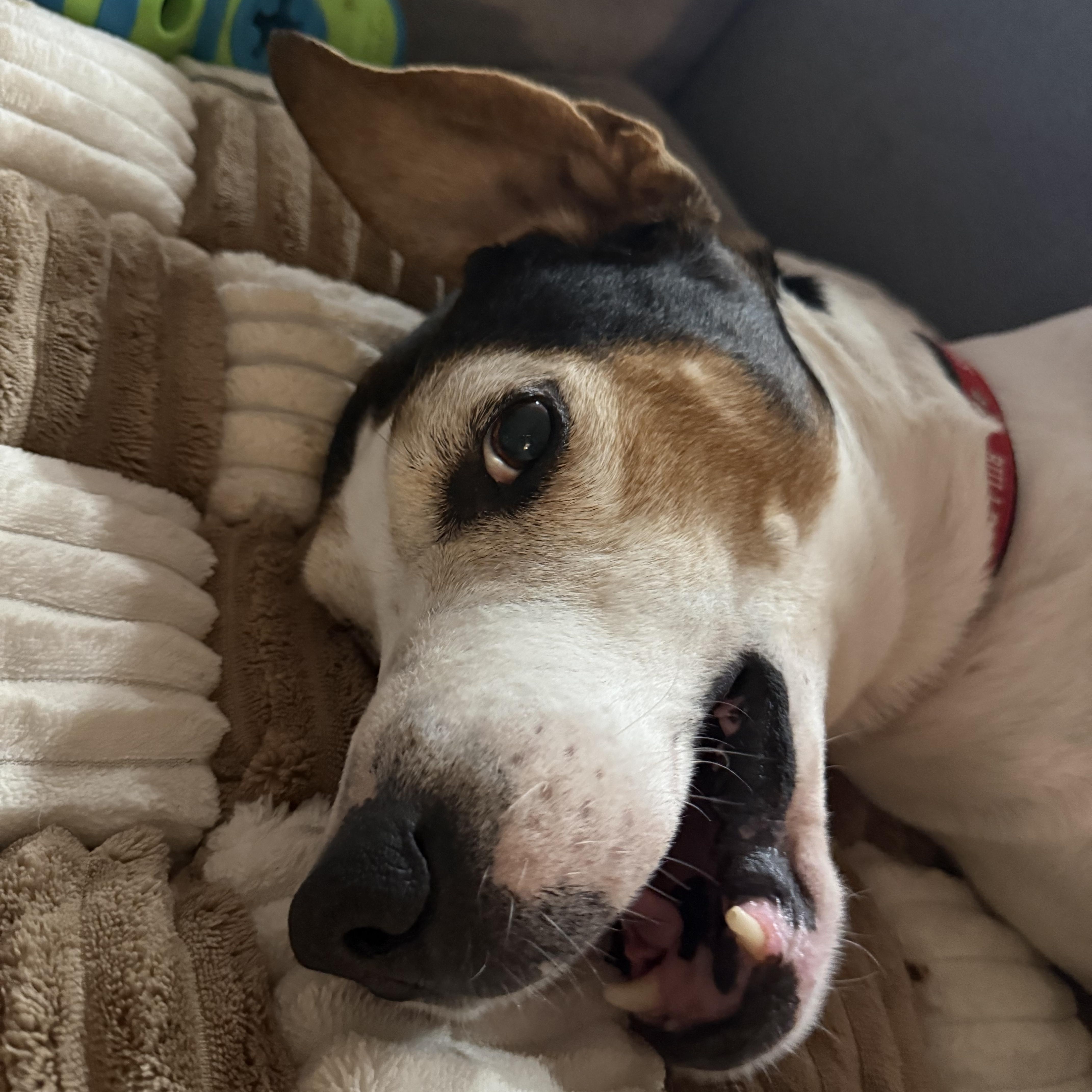 Enlarge Hooch, a ADOPTABLE mixed breed in Charlotte, NC image 4/6