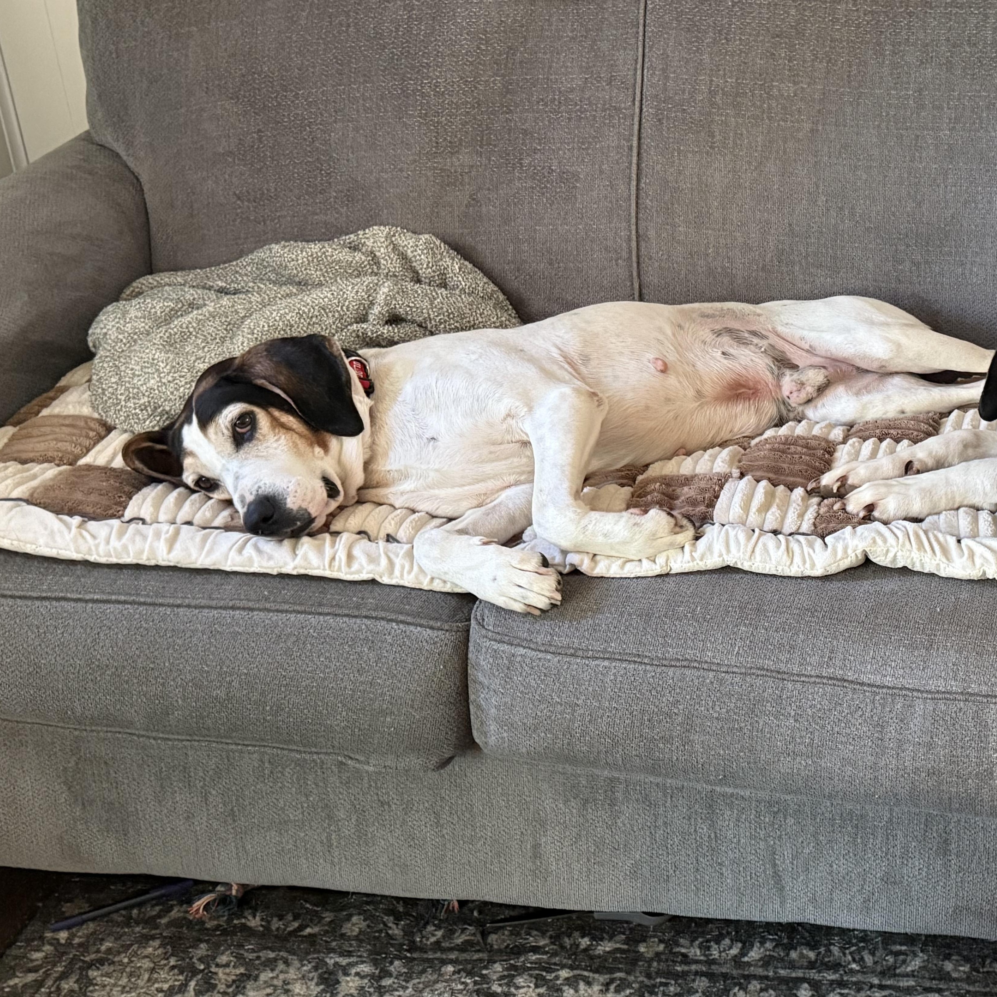 Enlarge Hooch, a ADOPTABLE mixed breed in Charlotte, NC image 6/6