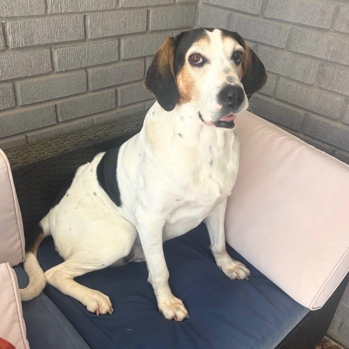 Enlarge Hooch, a Adoptable mixed breed in Charlotte, NC image 4/4