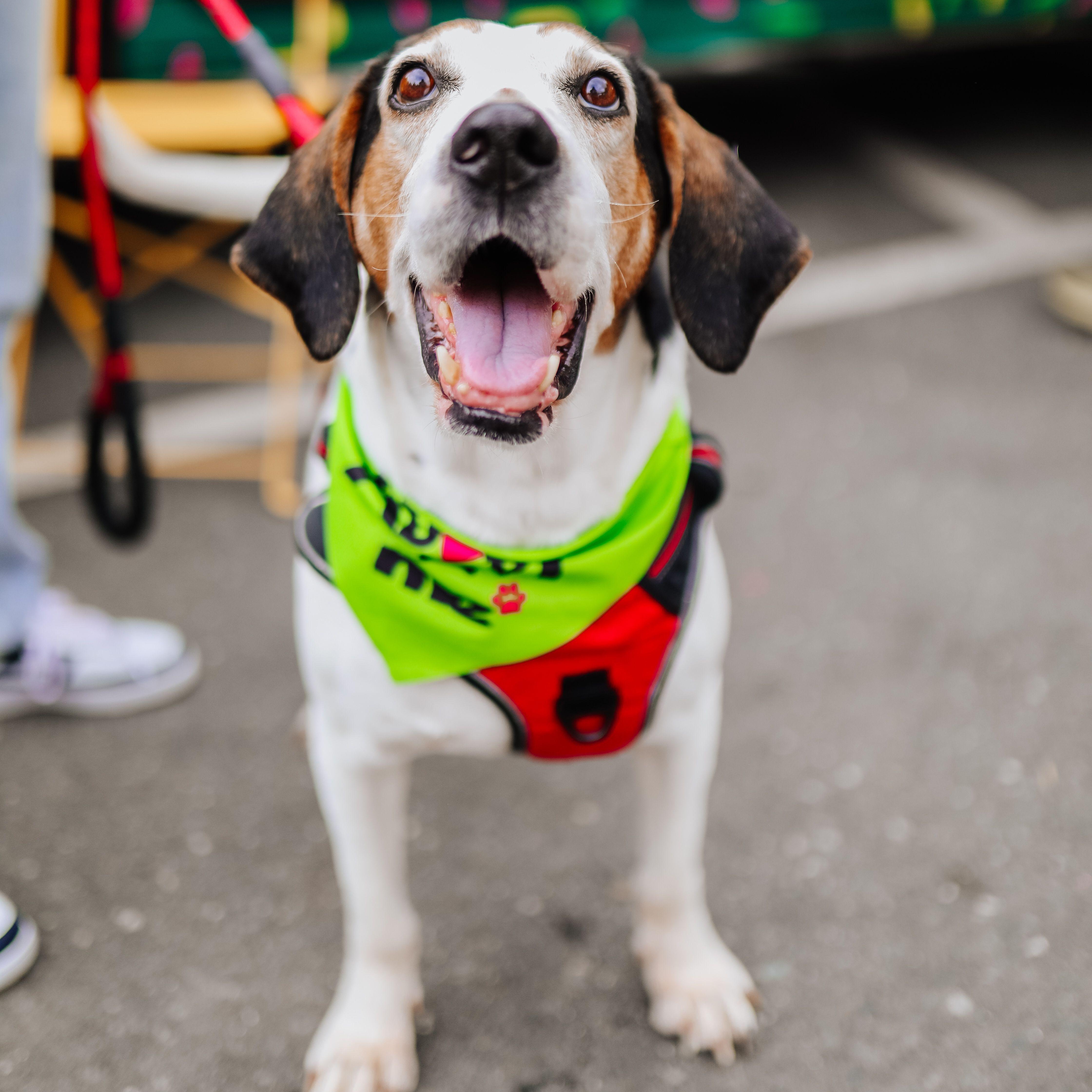 Hooch, ADOPTABLE, Senior Male Hound.