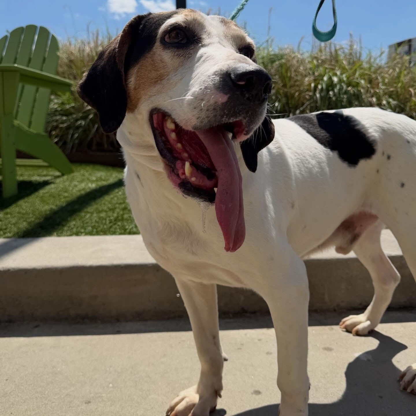 Enlarge Hooch, a Adoptable mixed breed in Charlotte, NC image 2/4