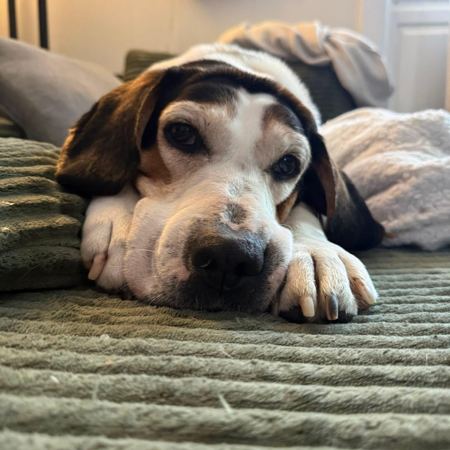 Enlarge Hooch, a ADOPTABLE mixed breed in Charlotte, NC image 1/6