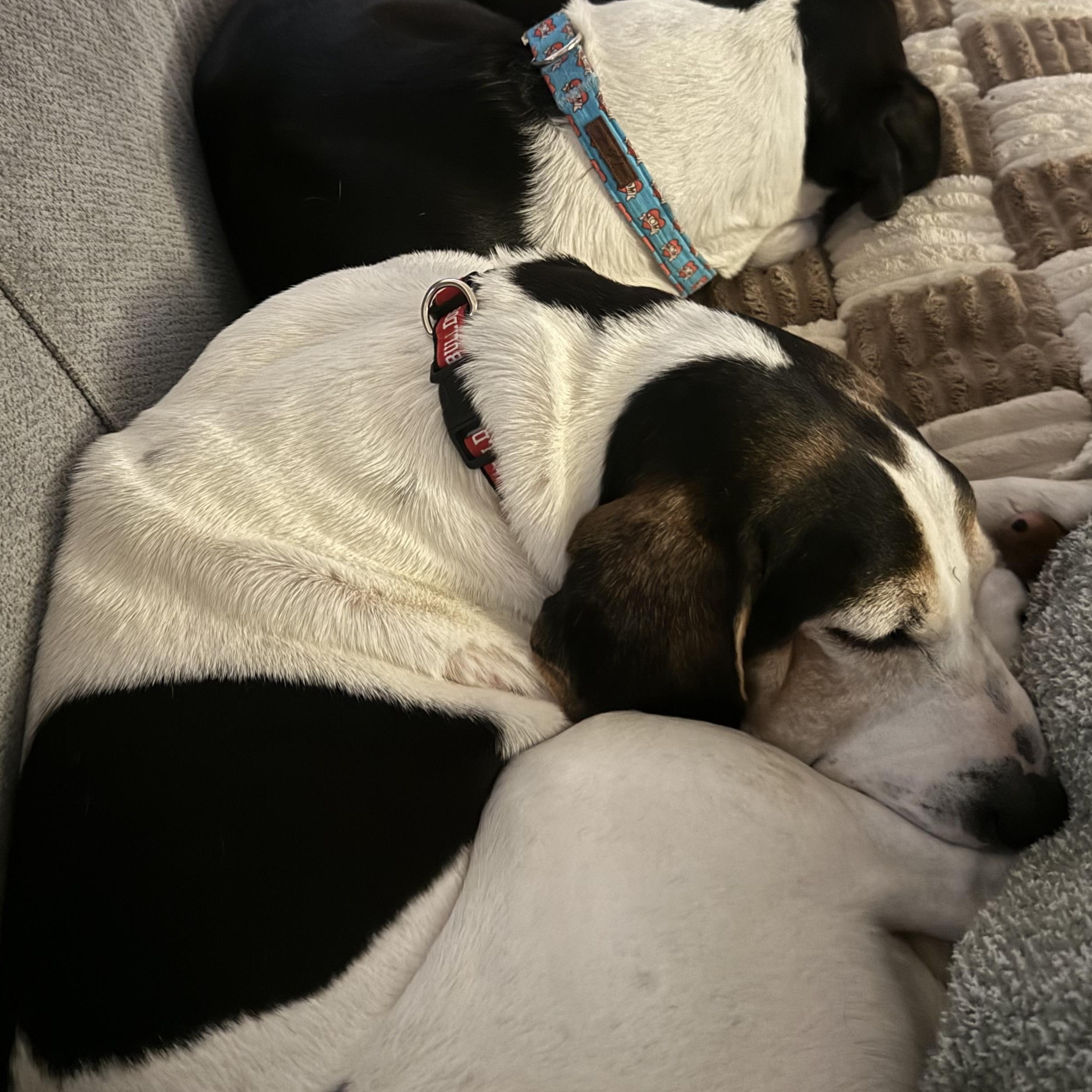 Enlarge Hooch, a ADOPTABLE mixed breed in Charlotte, NC image 5/6