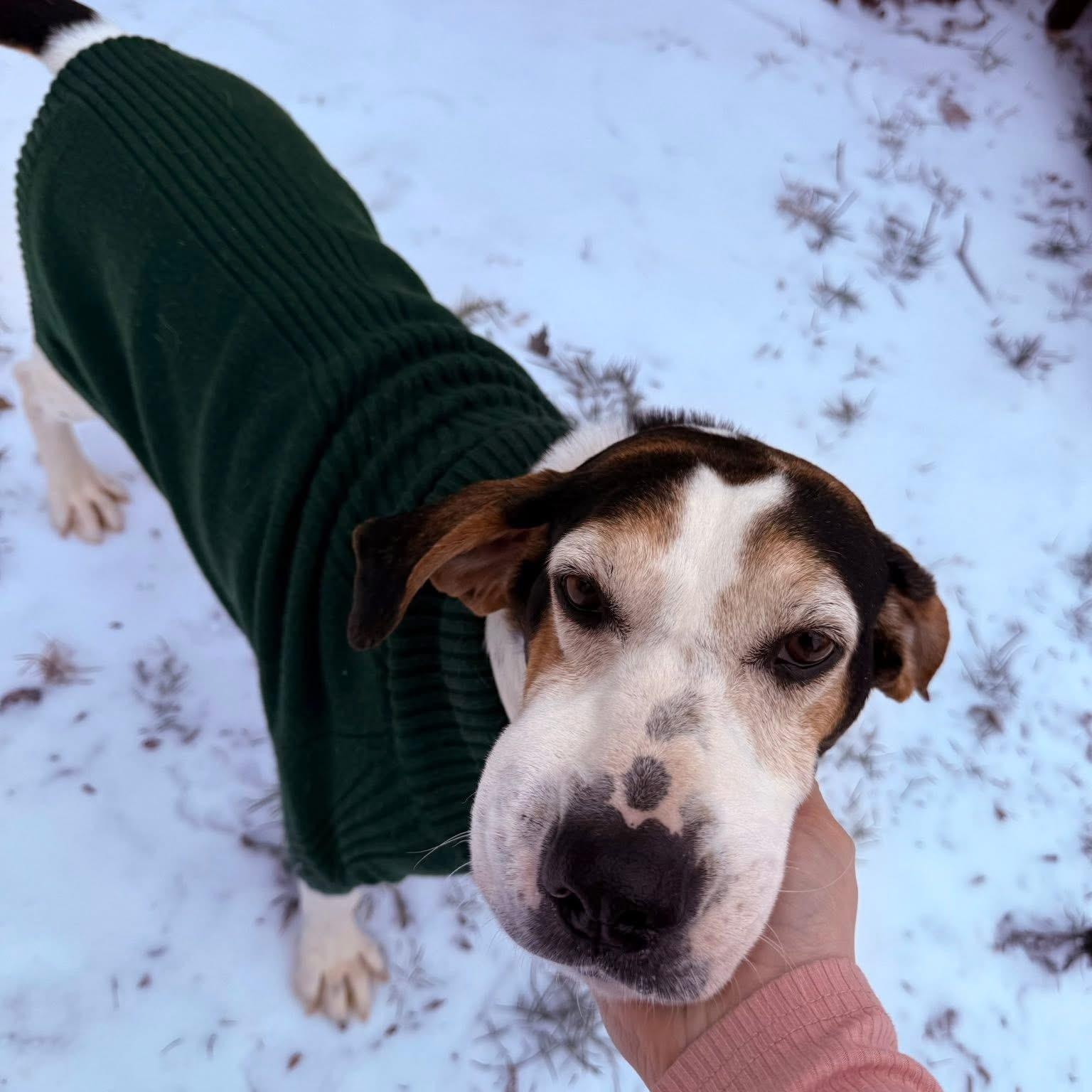 Enlarge Hooch, a ADOPTABLE mixed breed in Charlotte, NC image 2/6