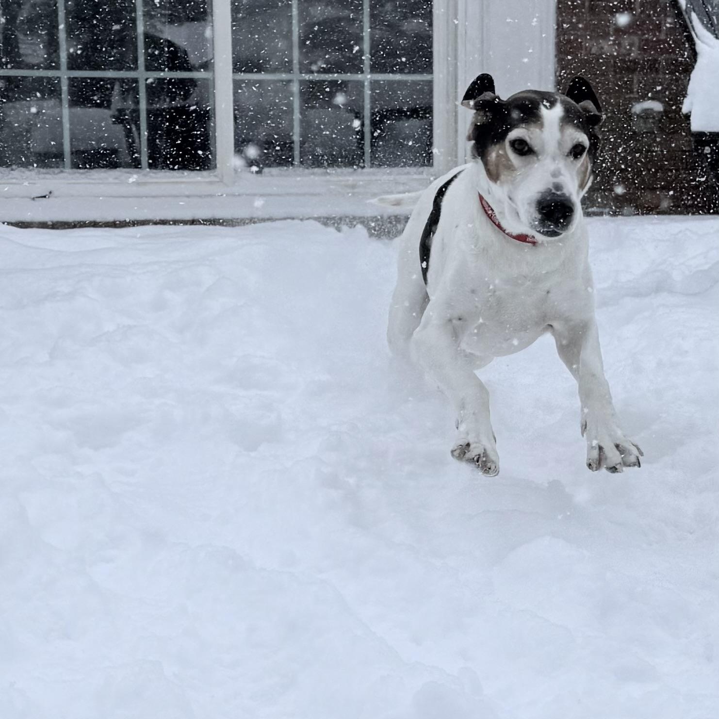 Enlarge Hooch, a ADOPTABLE mixed breed in Charlotte, NC image 3/6