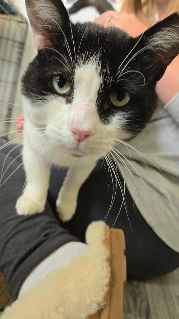 Batman, a Adoptable mixed breed in Meriden, CT image 1/2