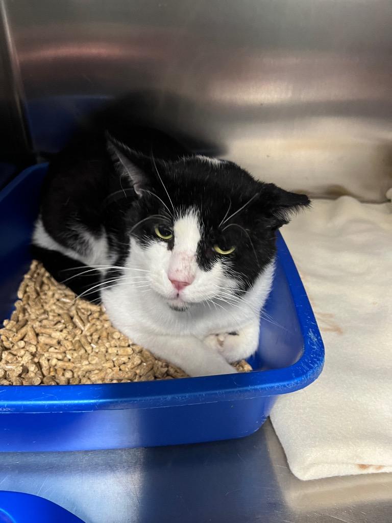 Batman, Adoptable, Adult Male Domestic Short Hair.