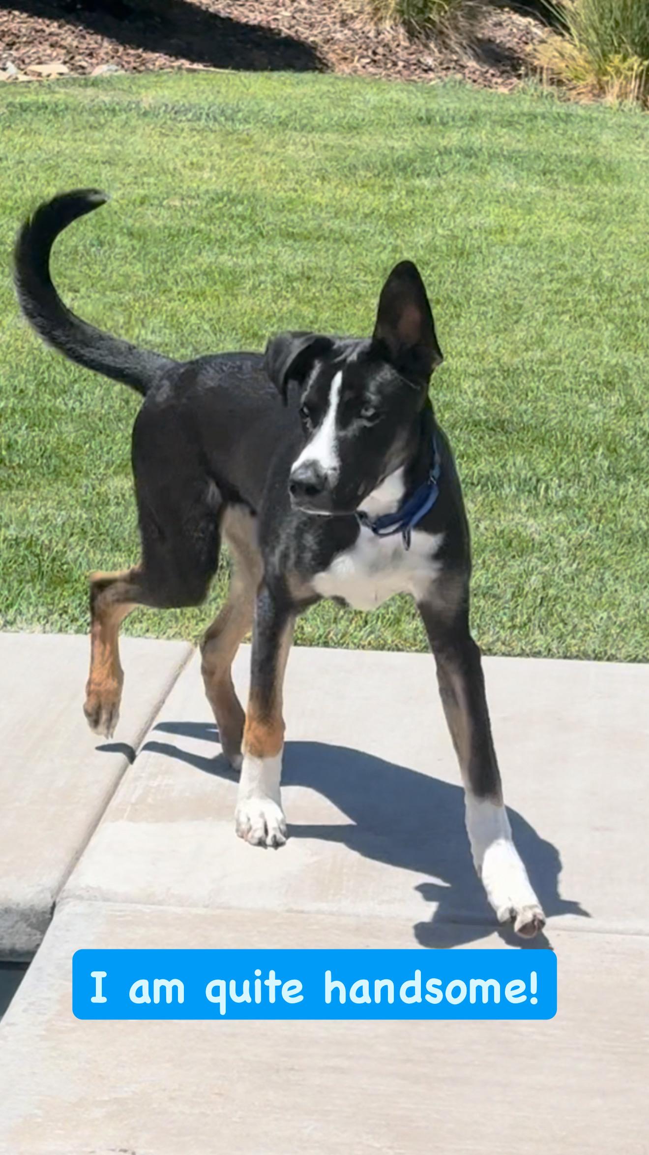 Mickey, a Adopted mixed breed in Sacramento, CA image 5/6
