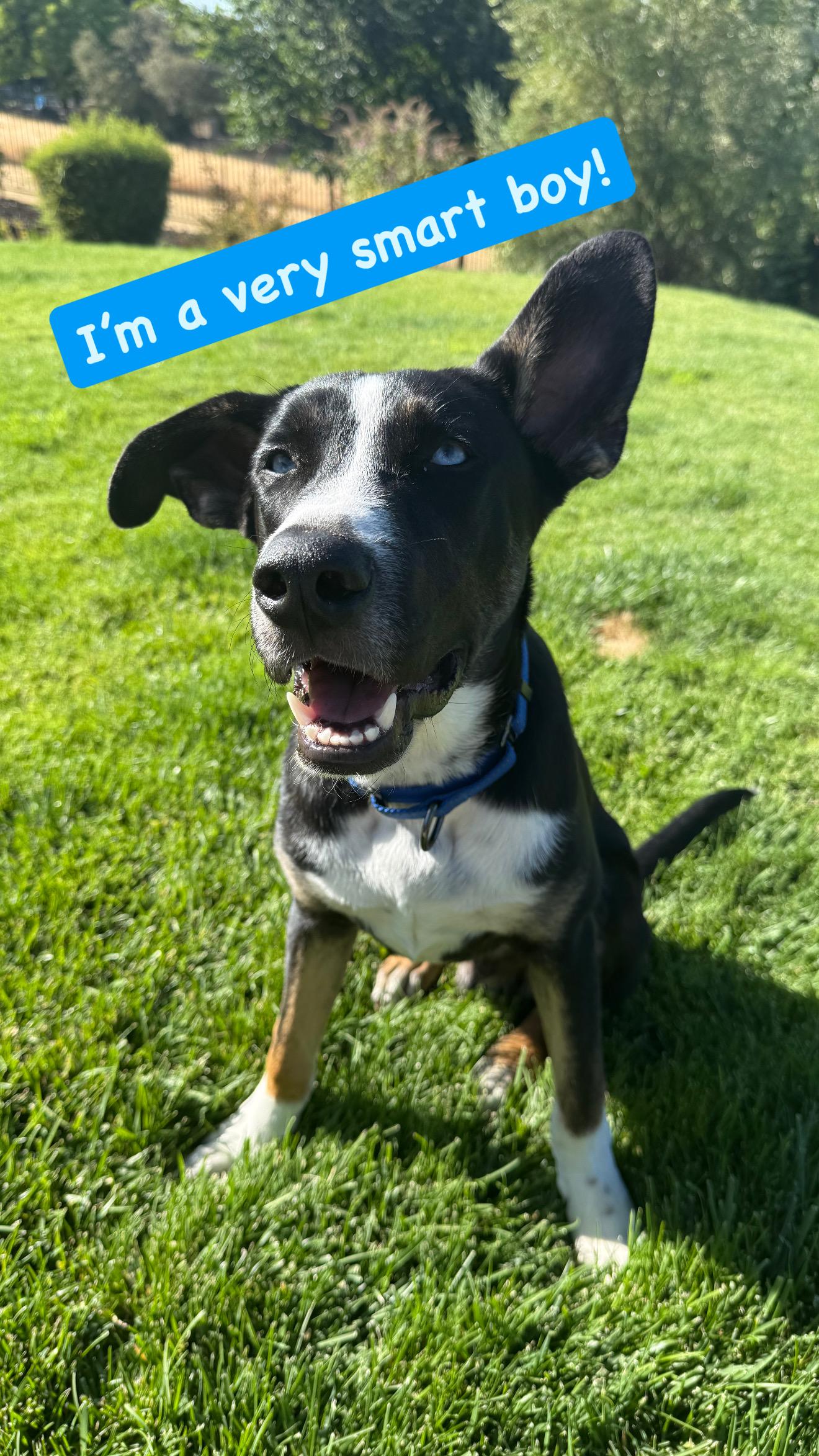 Mickey, a Adopted mixed breed in Sacramento, CA image 4/6