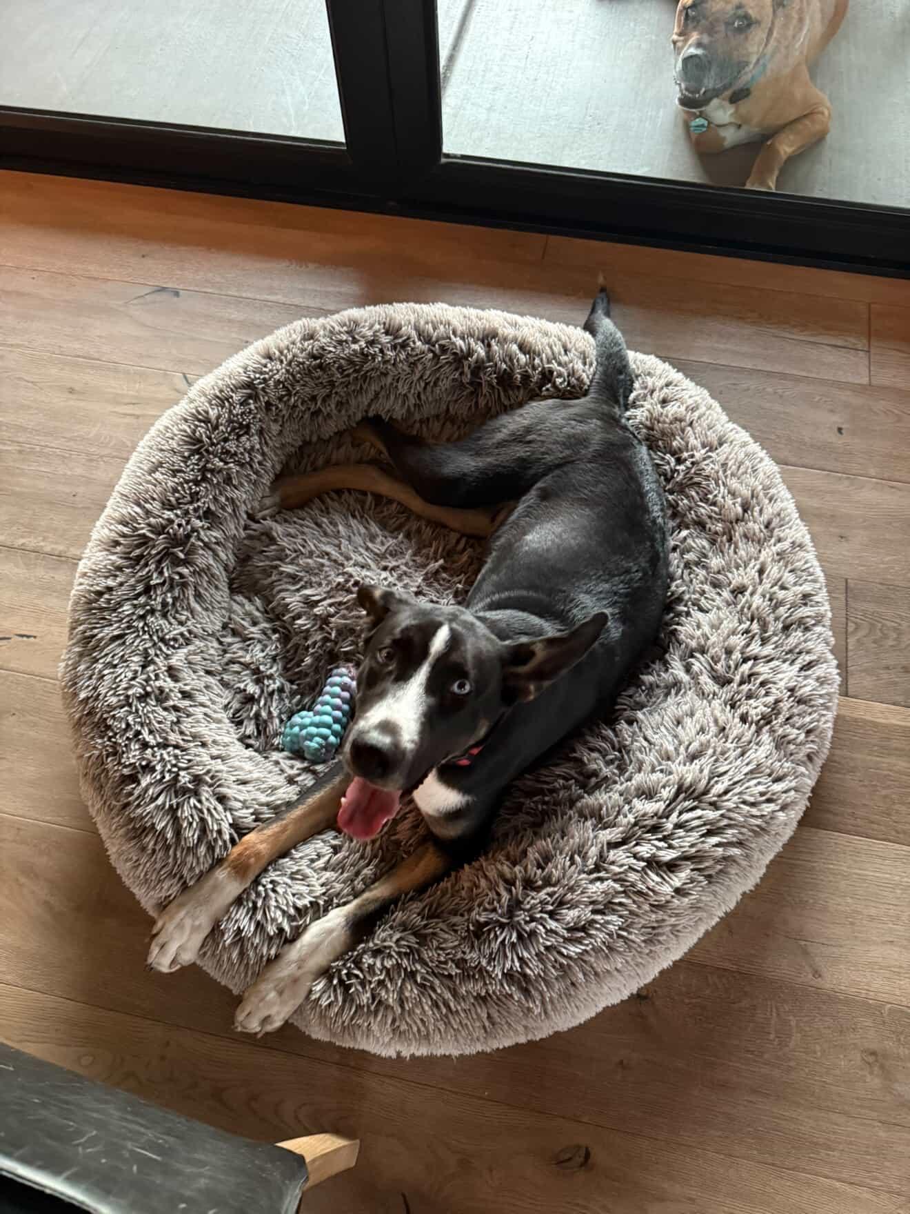 Mickey, a Adopted mixed breed in Sacramento, CA image 3/6