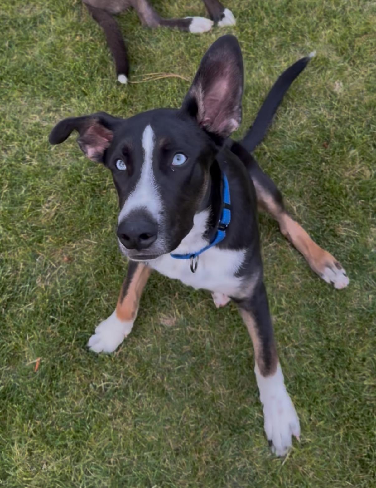 Mickey, a Adopted mixed breed in Sacramento, CA image 1/6
