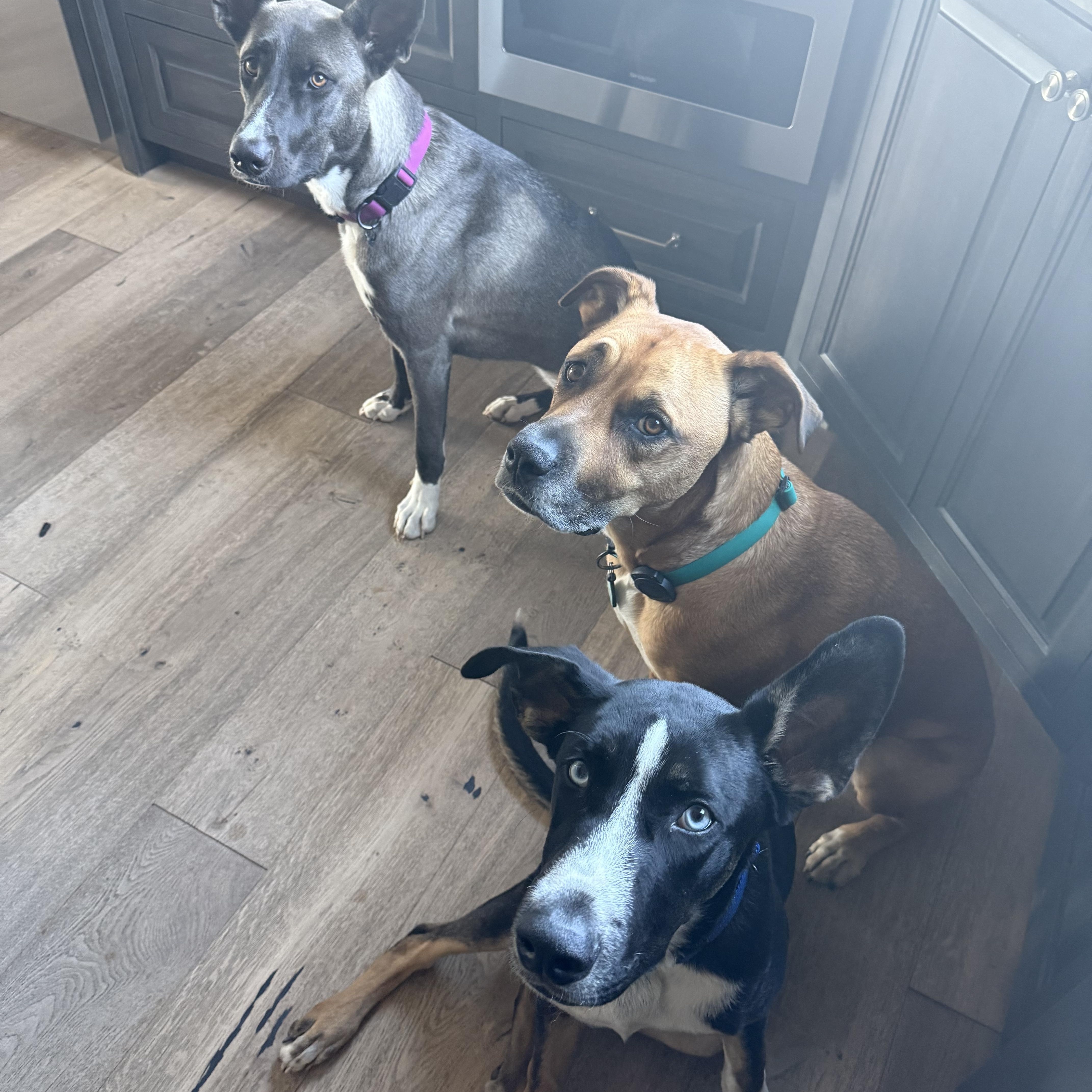 Mickey, a Adopted mixed breed in Sacramento, CA image 6/6