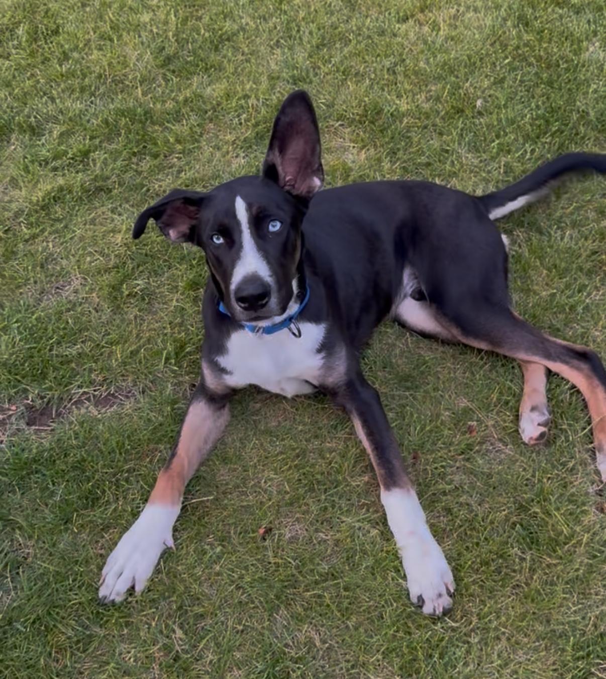 Mickey, a Adopted mixed breed in Sacramento, CA image 2/6