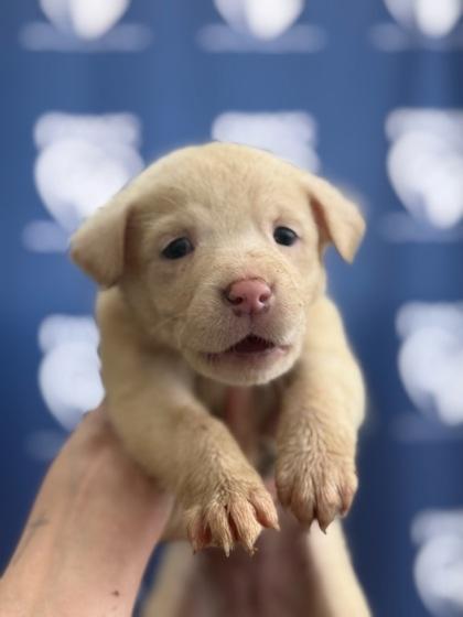 Brie — thumbnail 2