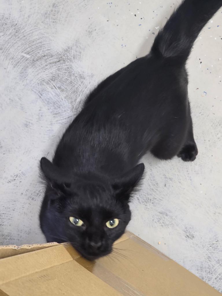 Nova, Adoptable, Kitten Female Domestic Short Hair.