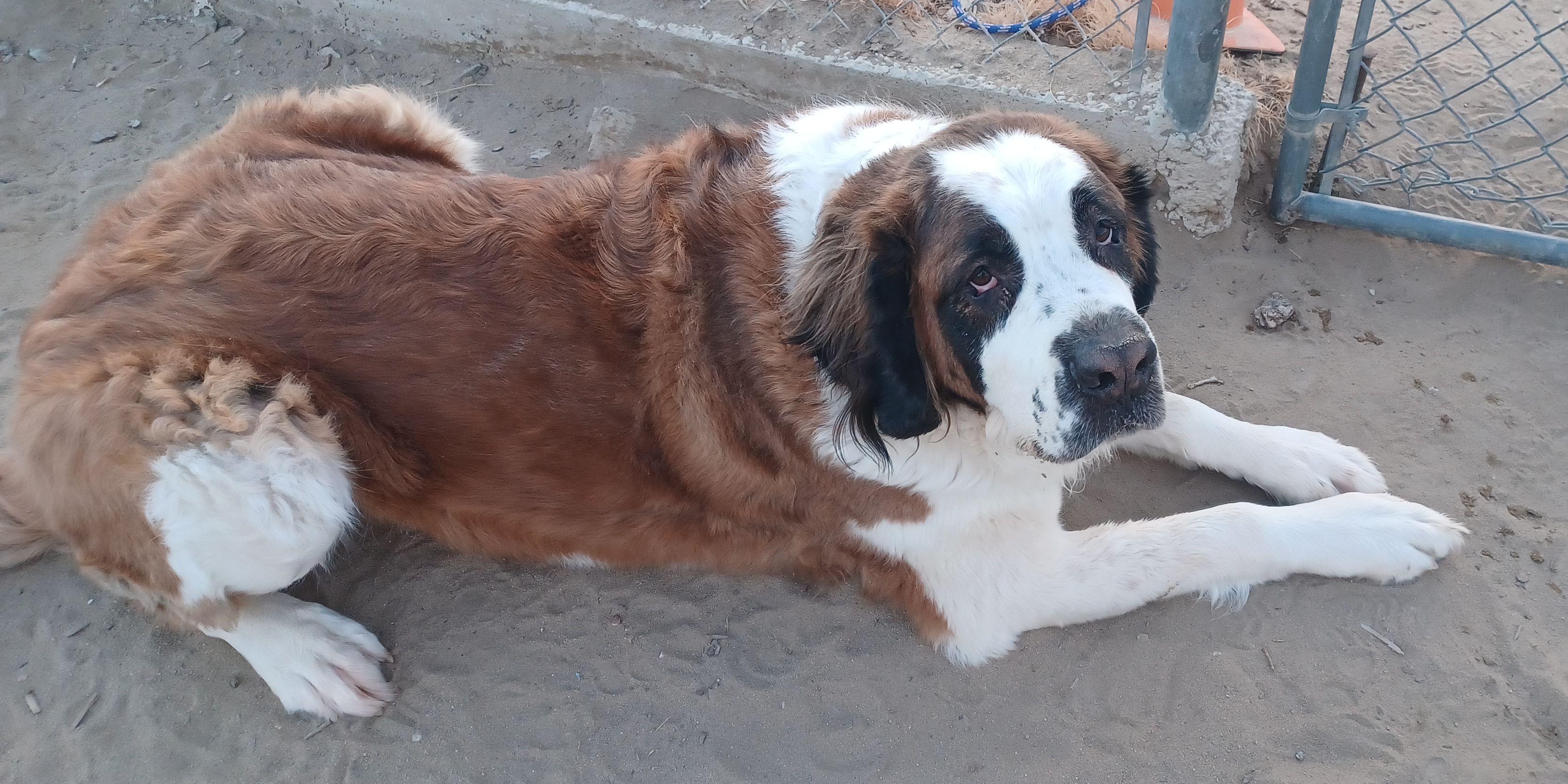 Enlarge REX, a ADOPTABLE Saint Bernard in Sparks, NV image 2/4