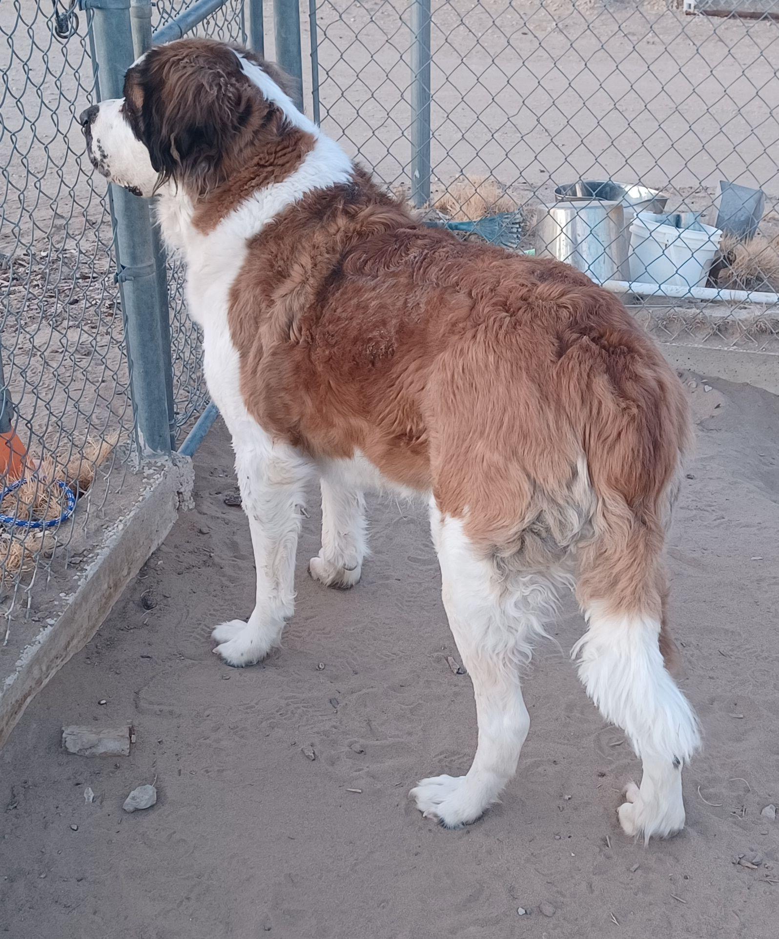 Enlarge REX, a ADOPTABLE Saint Bernard in Sparks, NV image 3/4