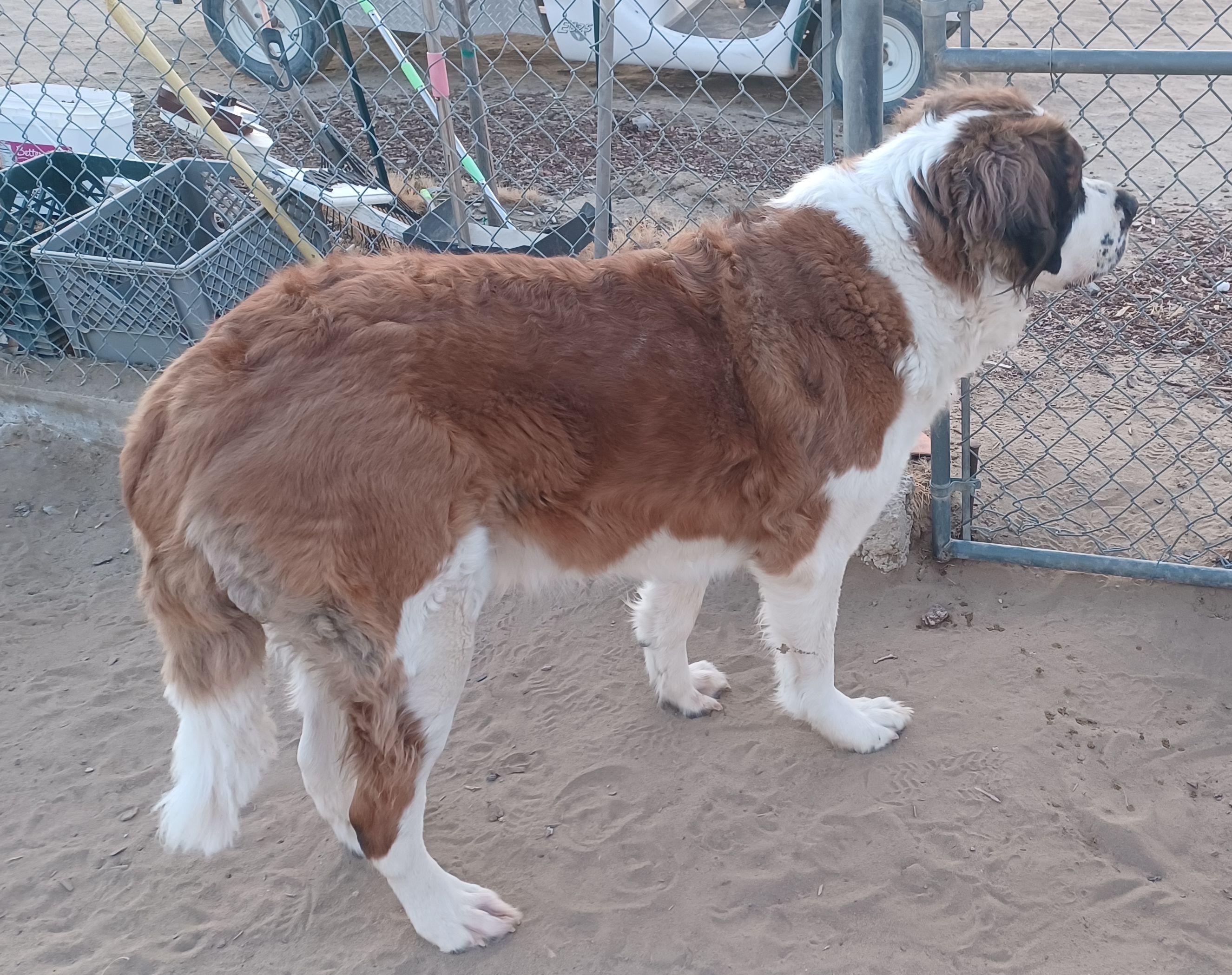 Enlarge REX, a ADOPTABLE Saint Bernard in Sparks, NV image 4/4