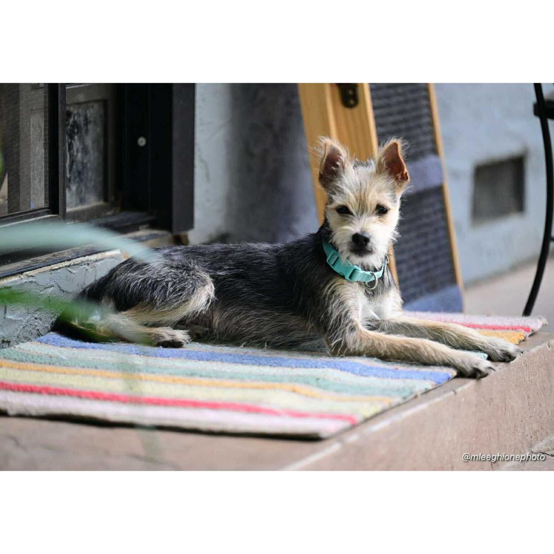 Enlarge ARES, a Adoptable mixed breed in Morgan Hill, CA image 5/6